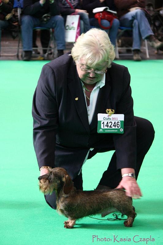 Crufts2011_2 805.jpg